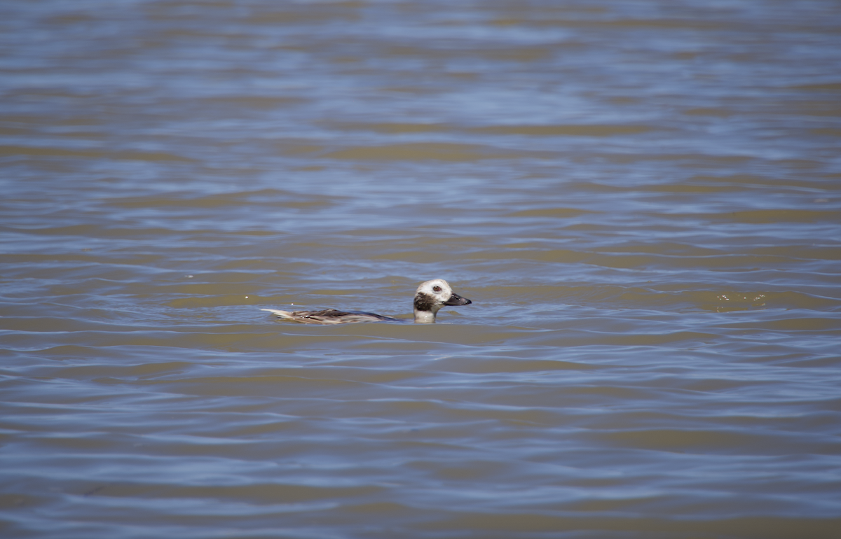 Long-tailed Duck - ML617246432