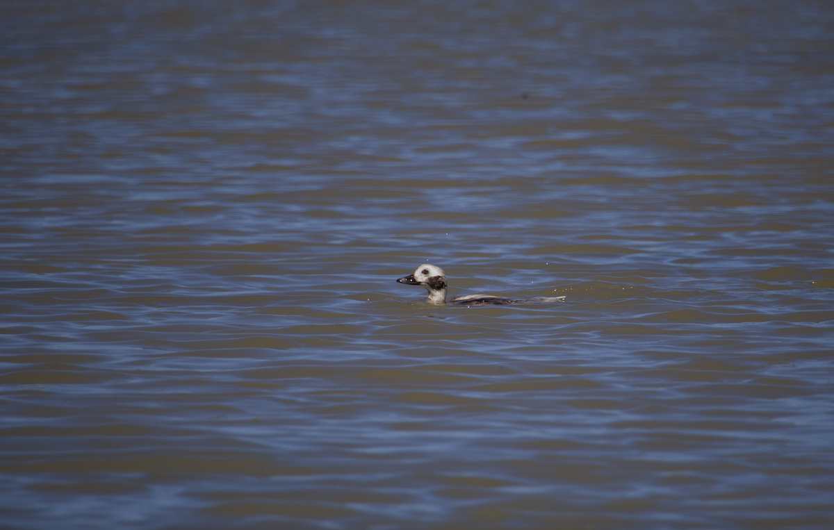 Long-tailed Duck - ML617246433