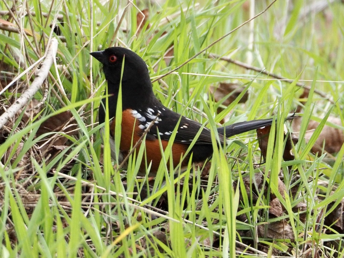 Spotted Towhee - ML617246439