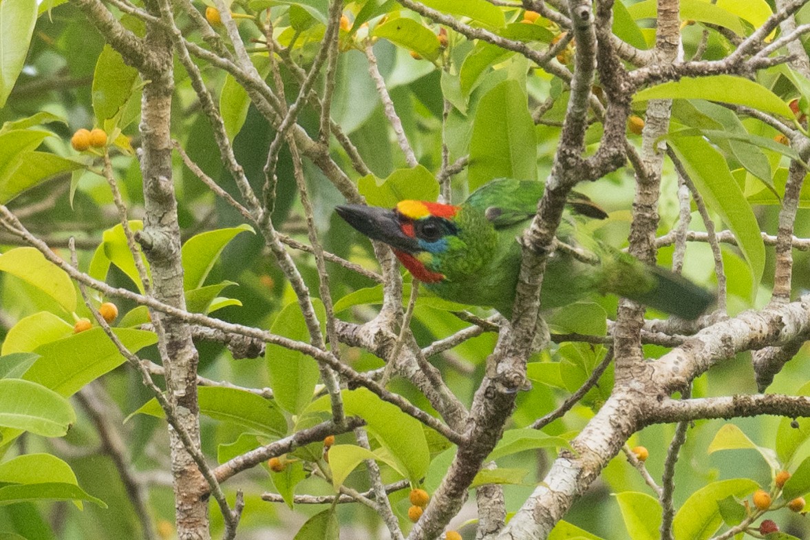 Red-throated Barbet - ML617246453