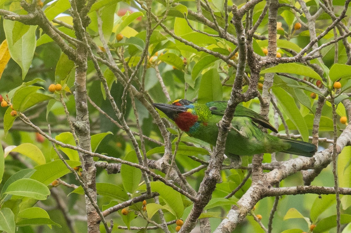 Red-throated Barbet - ML617246457