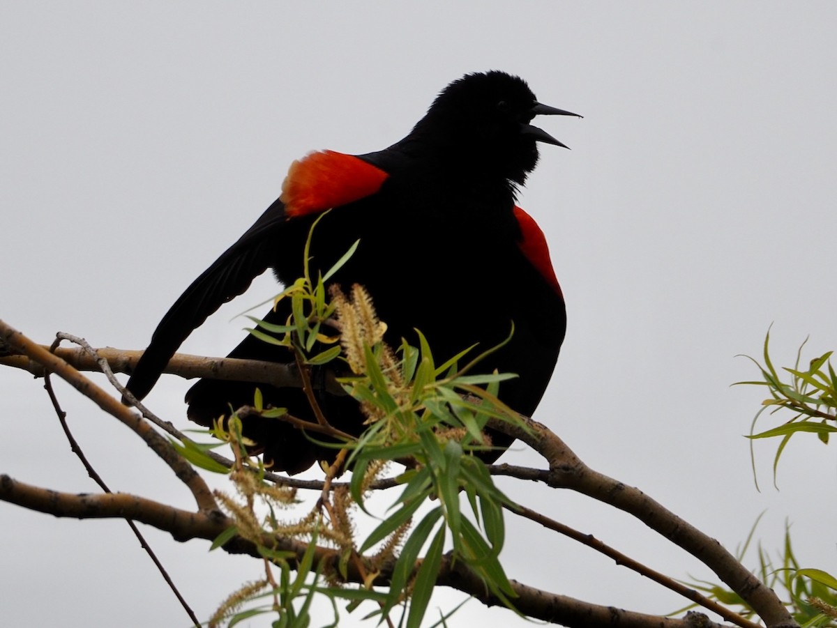 Red-winged Blackbird - ML617246460