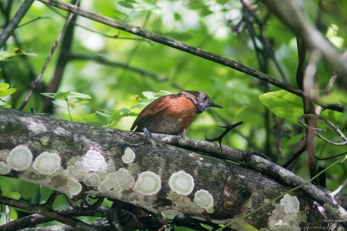 Rufous-breasted Spinetail - ML617246497