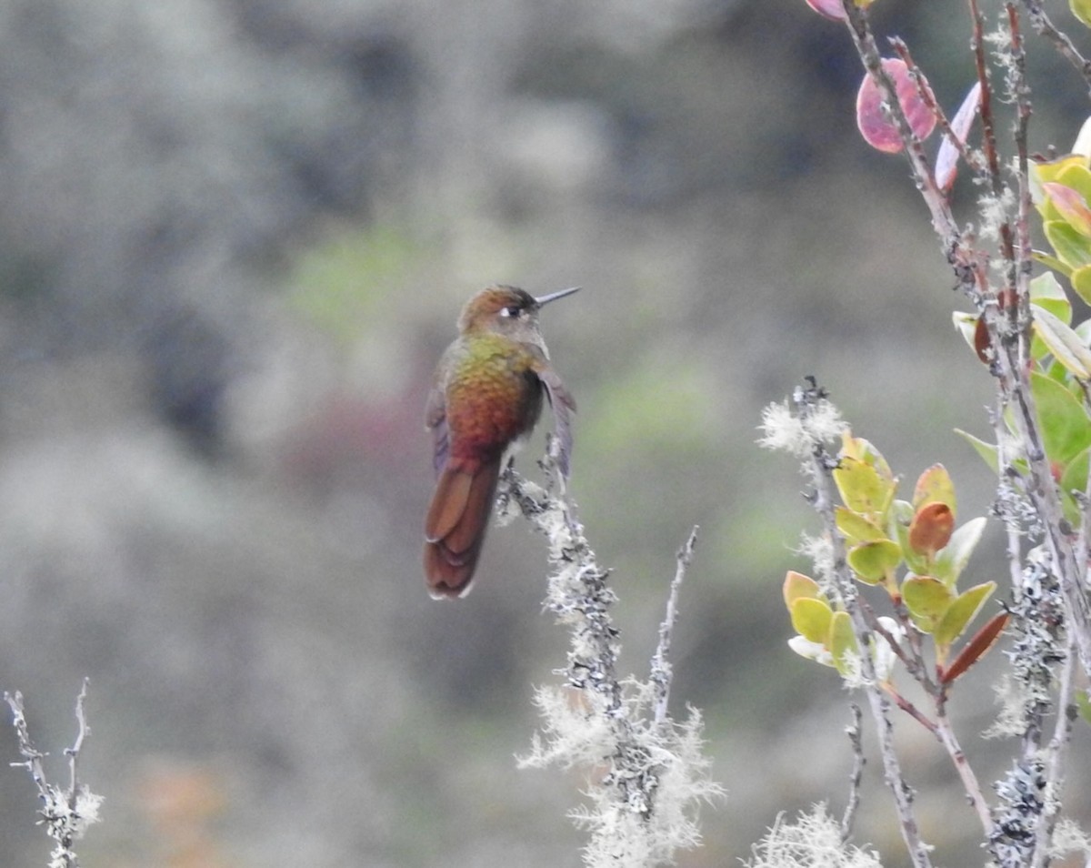 kolibřík hnědobrvý - ML617246524
