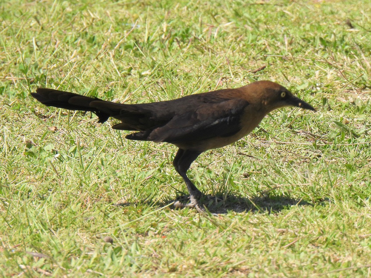 Great-tailed Grackle - ML617246548