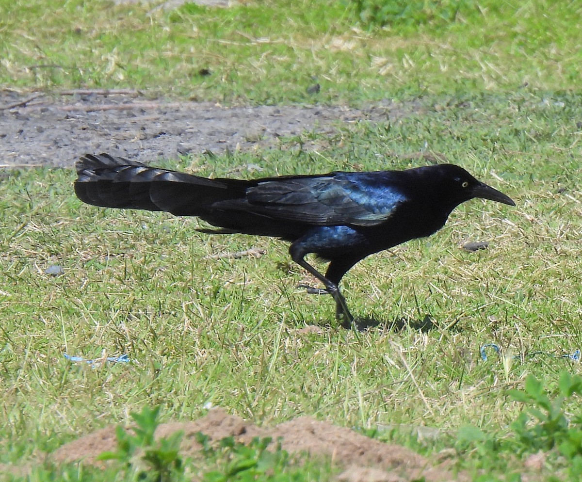 Great-tailed Grackle - ML617246609