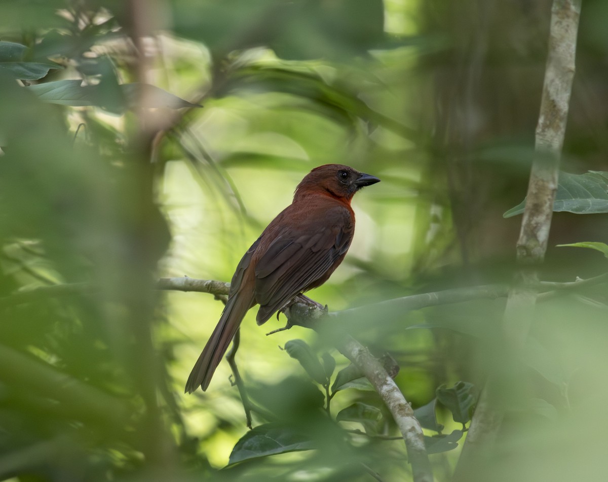 Red-throated Ant-Tanager - Beth Olson