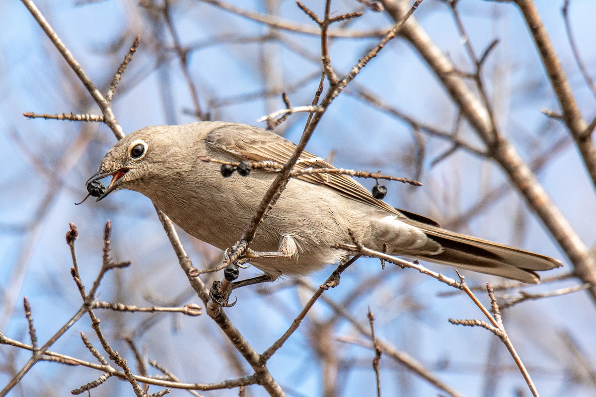 Townsend's Solitaire - ML617246650