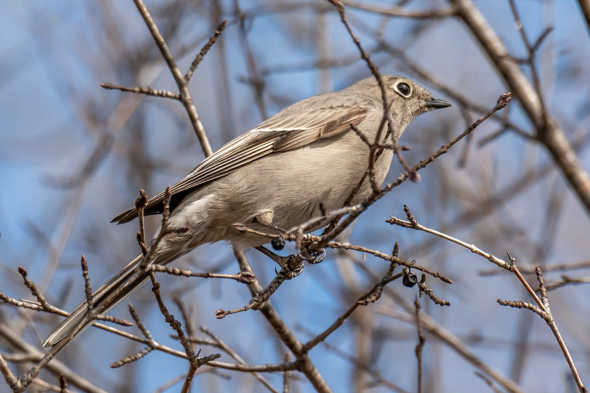 Townsend's Solitaire - ML617246651