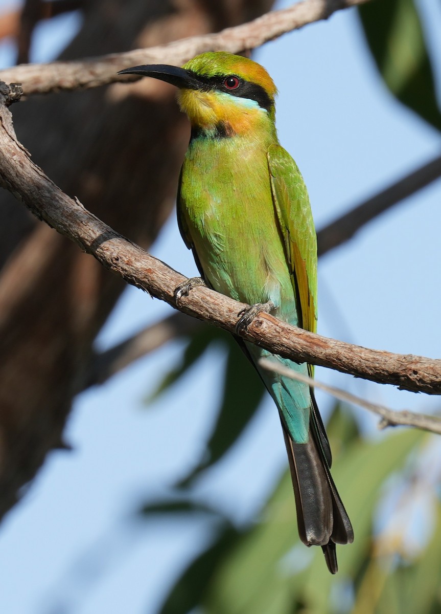 Rainbow Bee-eater - ML617246748