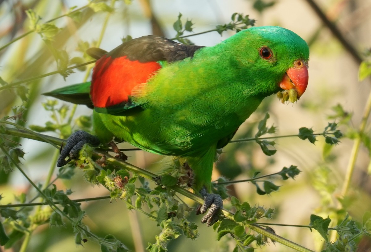 Red-winged Parrot - ML617246765