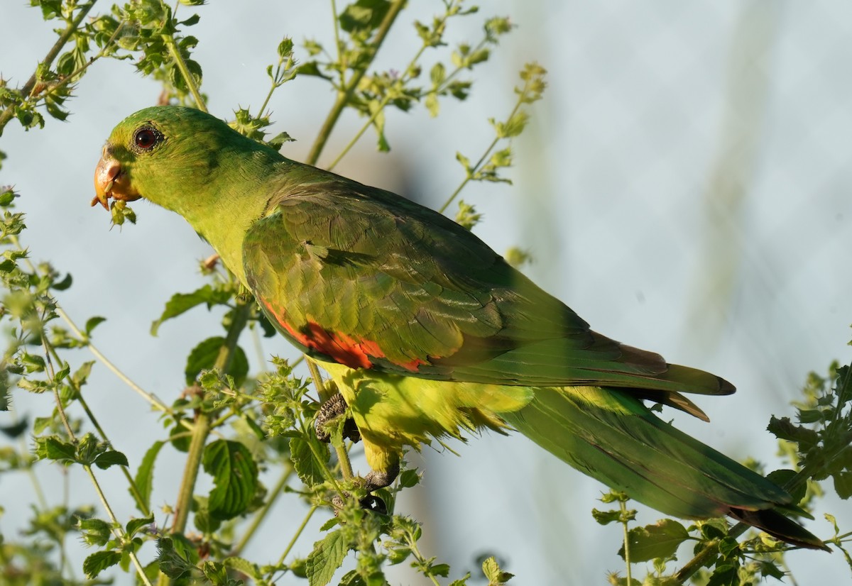 Red-winged Parrot - ML617246767