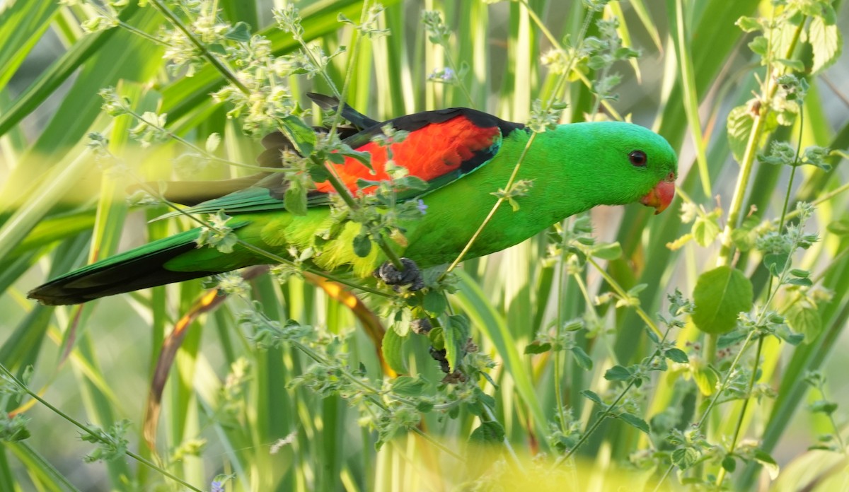 Red-winged Parrot - ML617246769