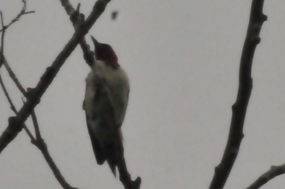 Red-headed Woodpecker - Dave Milsom