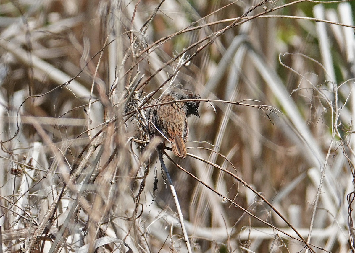 Swamp Sparrow - ML617246821