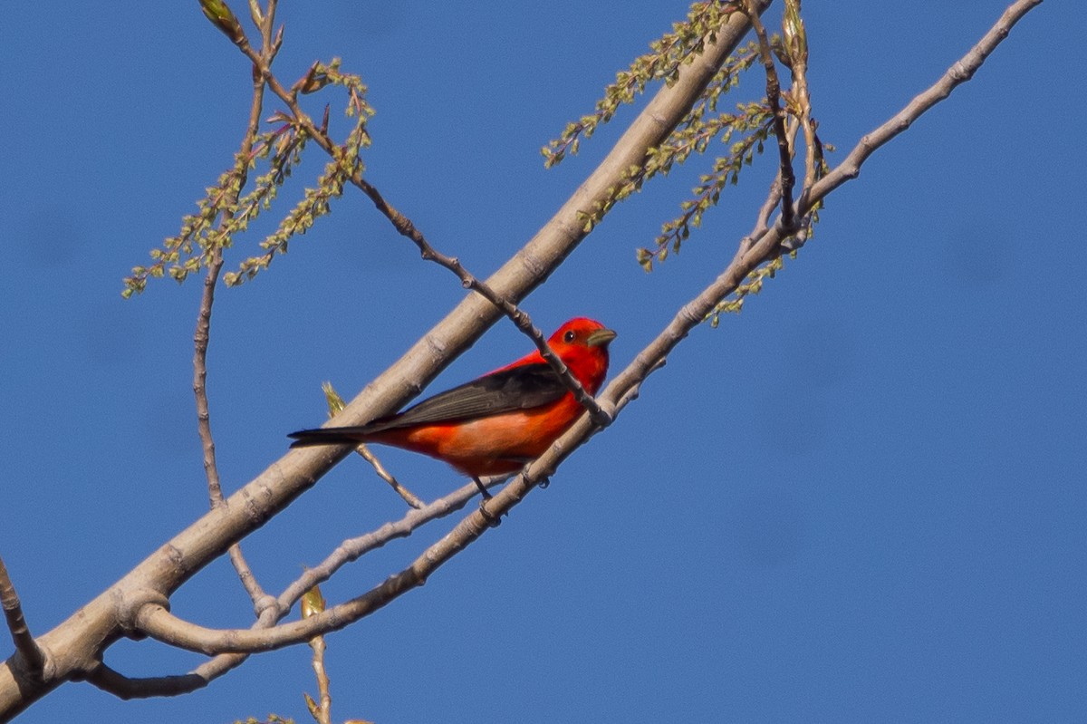 Scarlet Tanager - Darrell Lawson