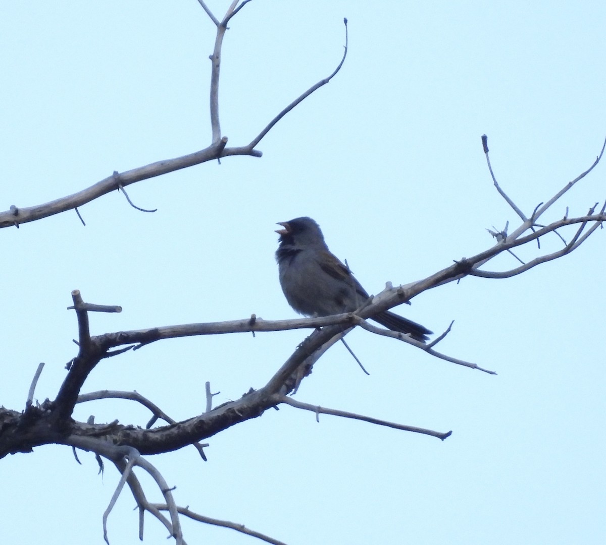 Black-chinned Sparrow - ML617246849