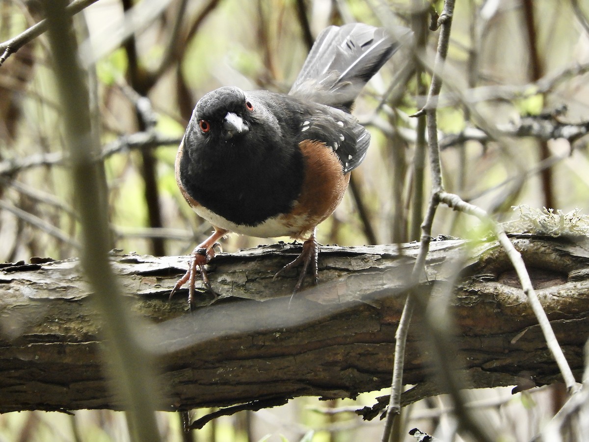 Spotted Towhee - ML617246911