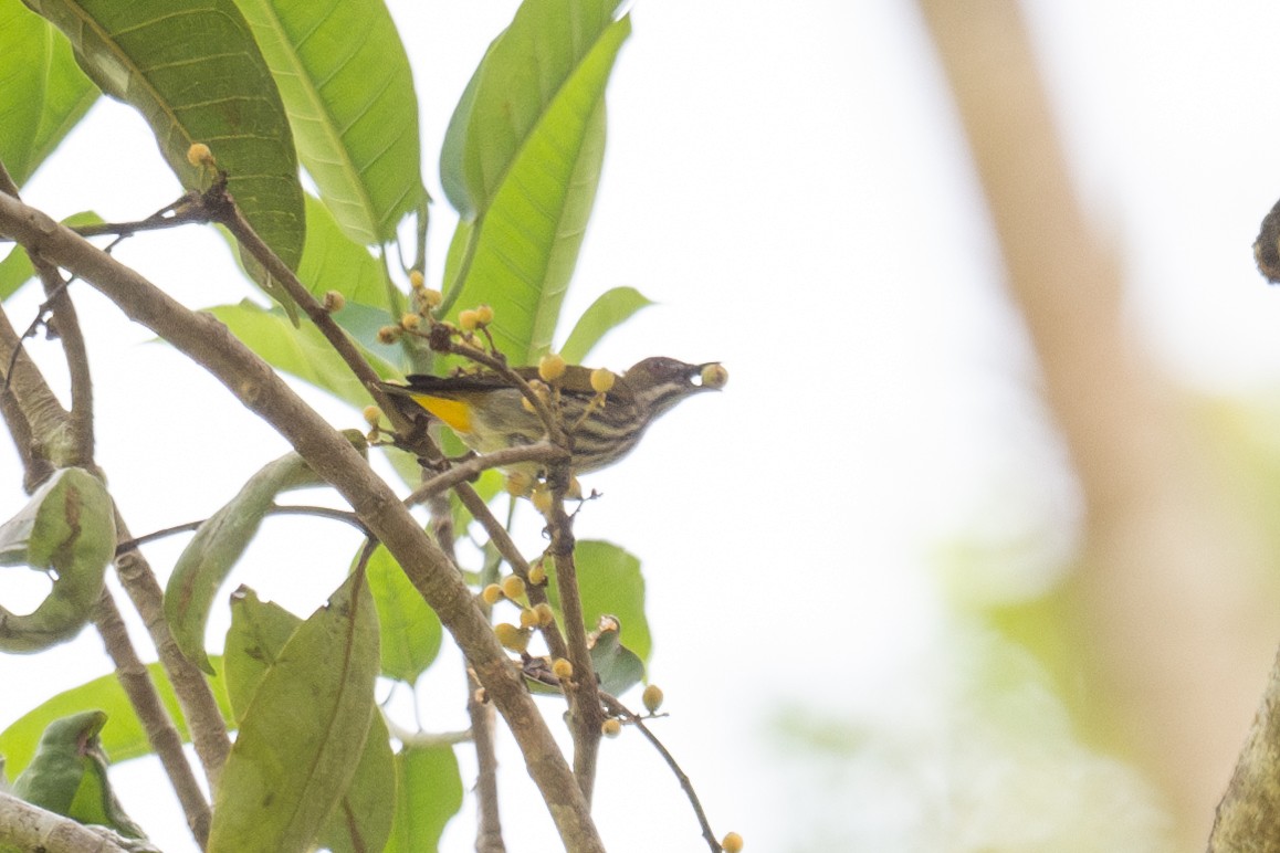 Yellow-vented Flowerpecker - ML617246924