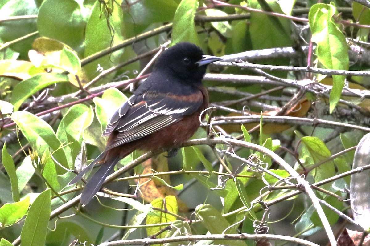 Orchard Oriole - ML617246958