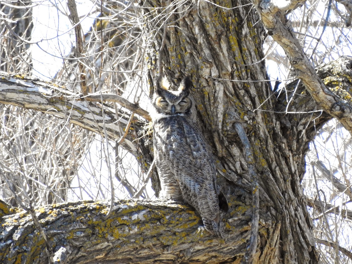 Great Horned Owl - ML617247041