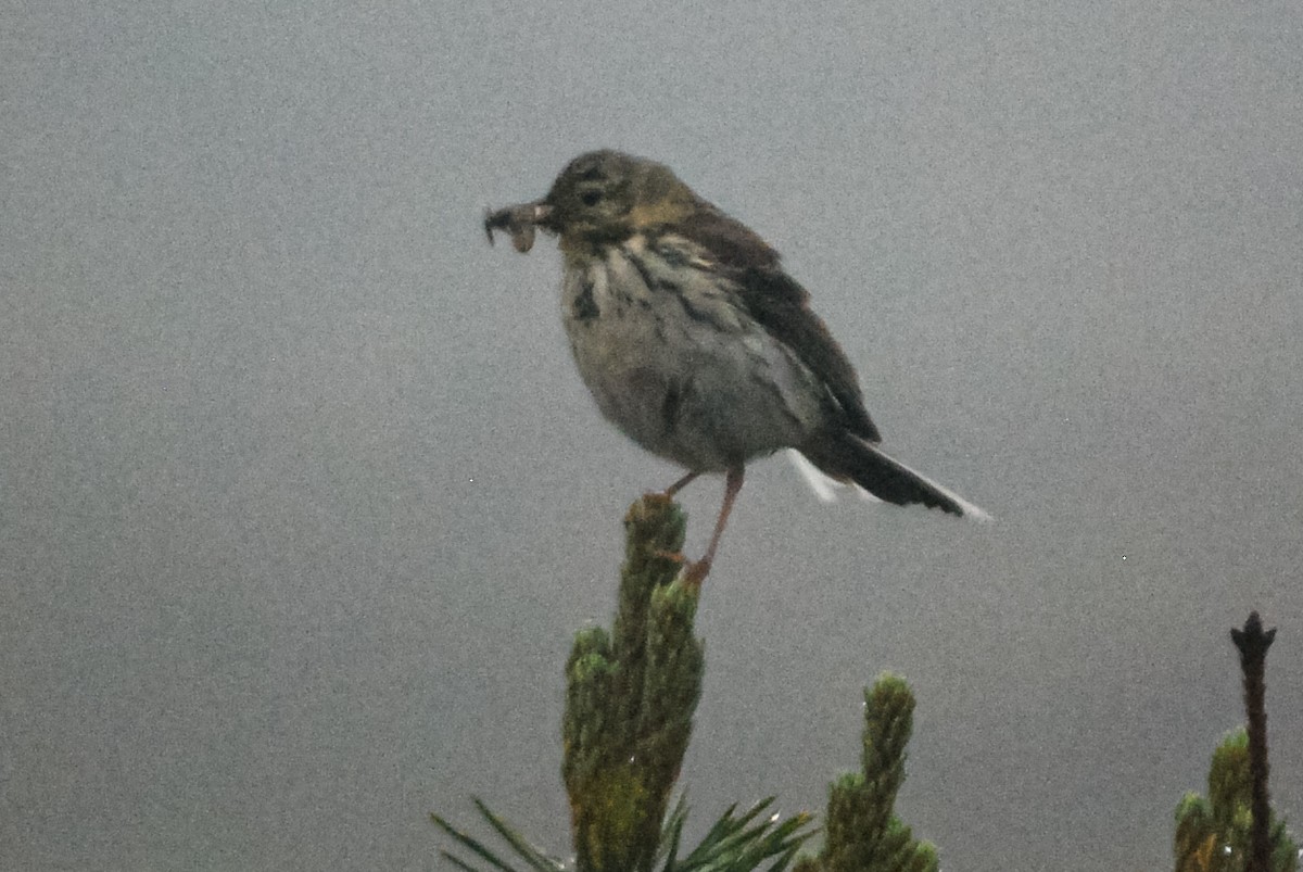 Meadow Pipit - ML617247124