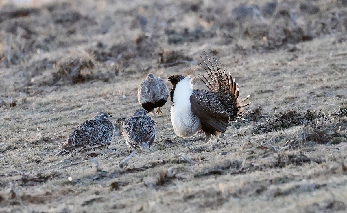 Greater Sage-Grouse - ML617247234