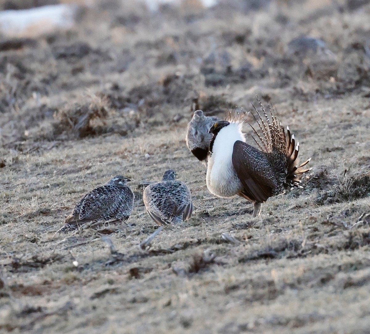 Greater Sage-Grouse - ML617247236