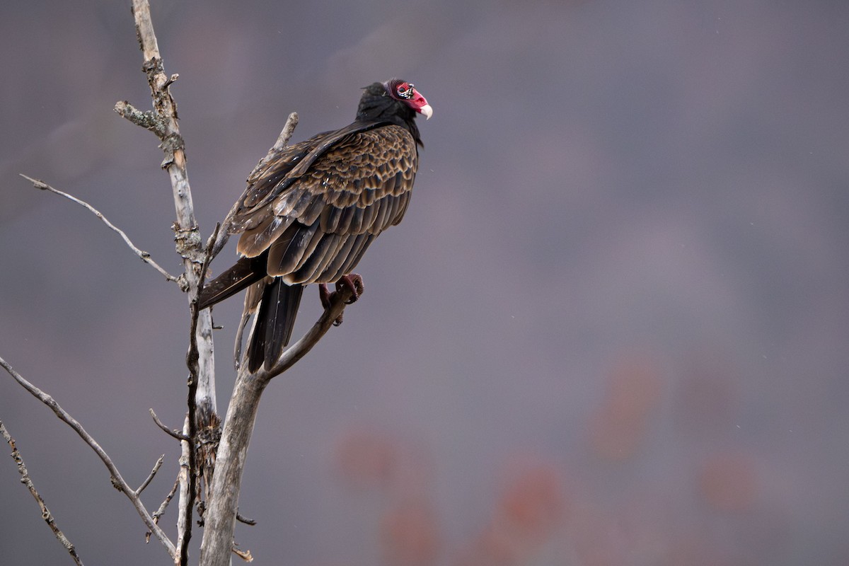 Turkey Vulture - David Jenne