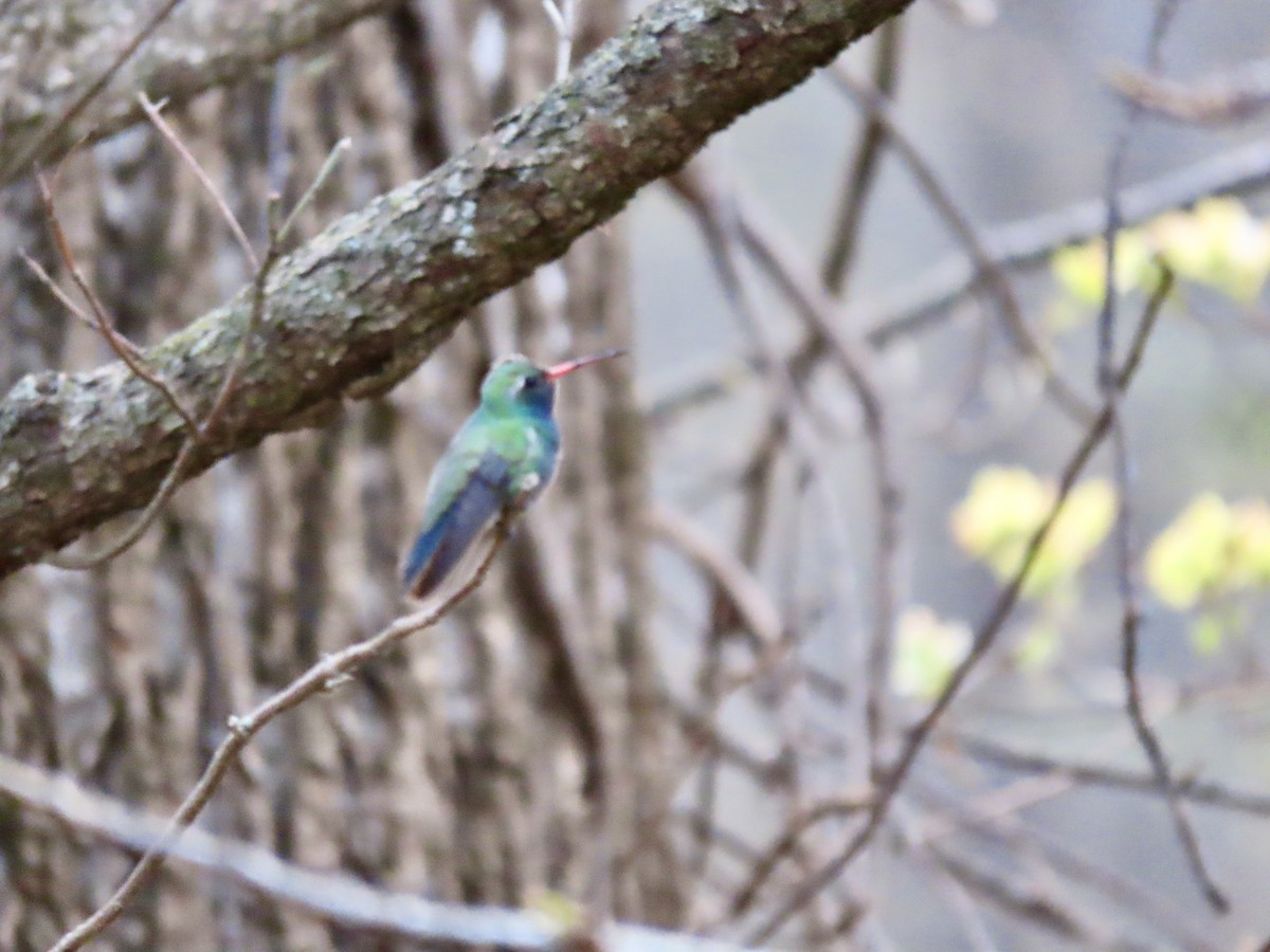 Broad-billed Hummingbird - ML617247259