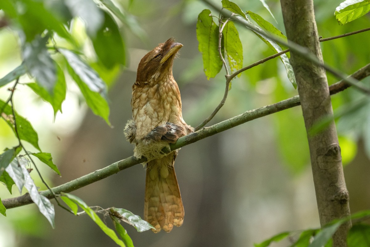 Gould's Frogmouth - ML617247285