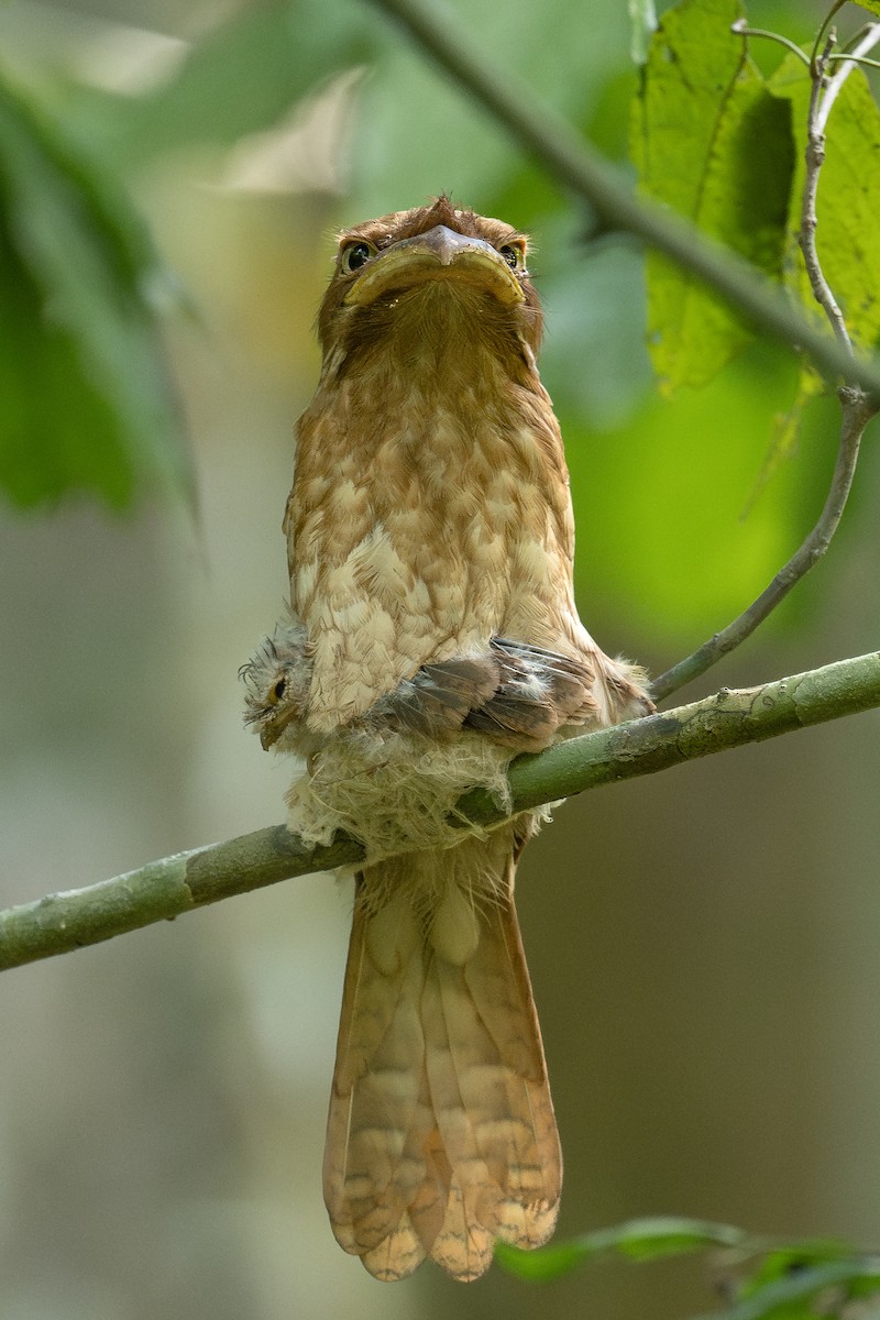 Gould's Frogmouth - ML617247287
