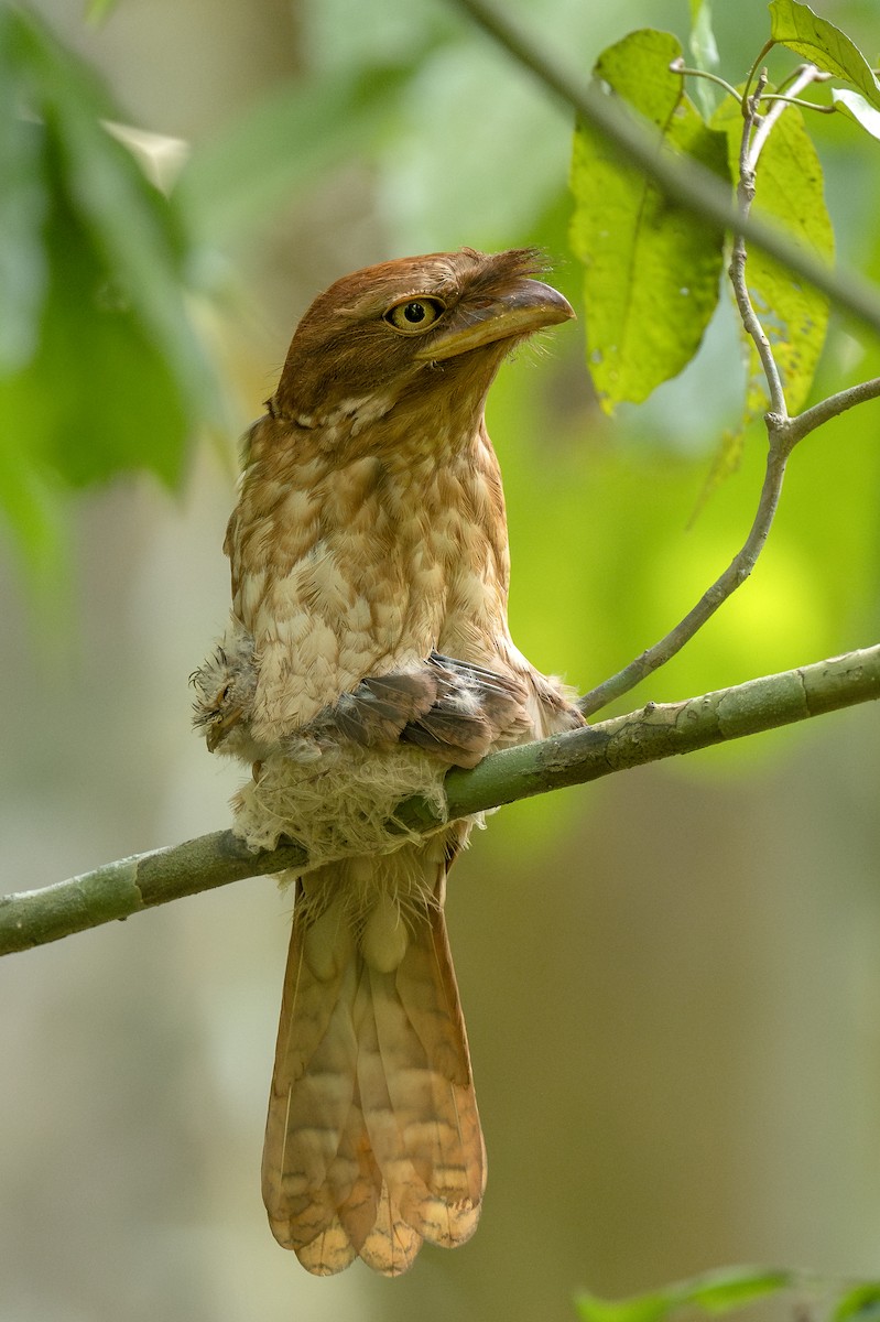 Gould's Frogmouth - ML617247295