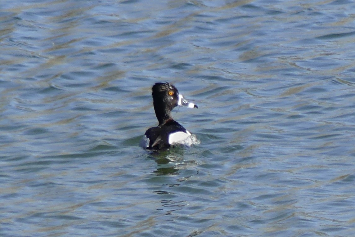 Ring-necked Duck - ML617247331