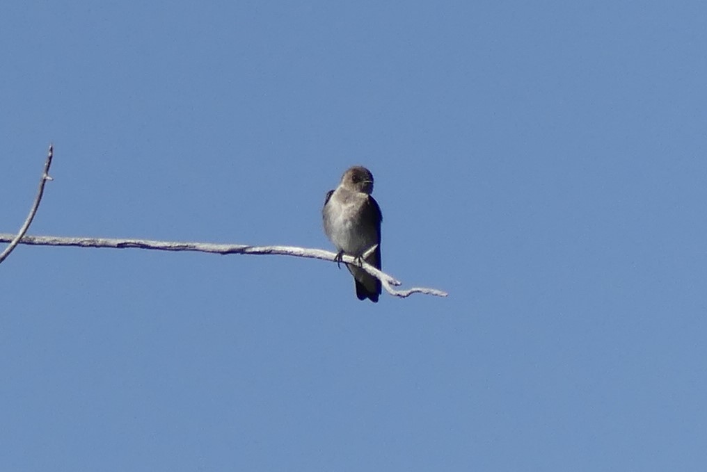Northern Rough-winged Swallow - ML617247354