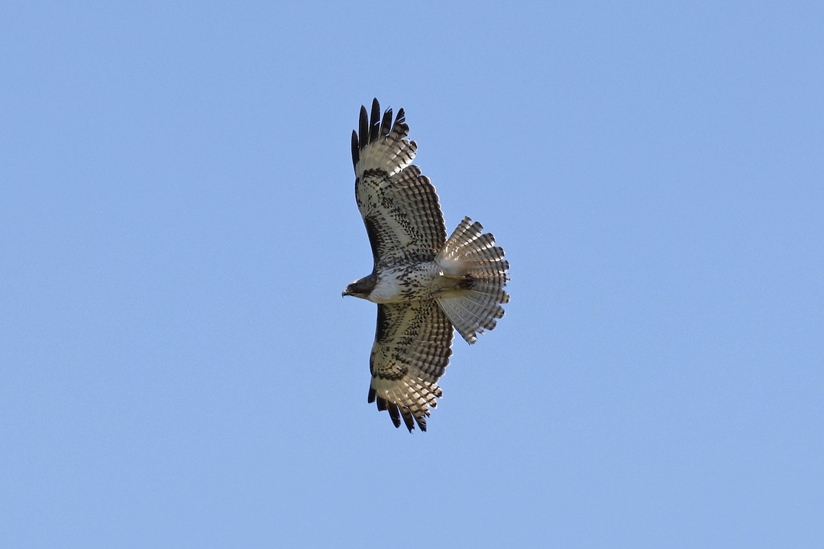 Red-tailed Hawk - ML617247369