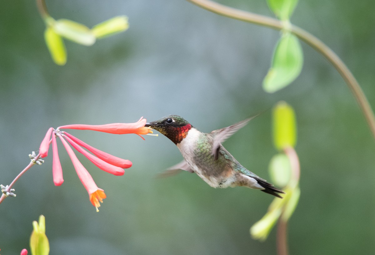 Ruby-throated Hummingbird - ML617247379