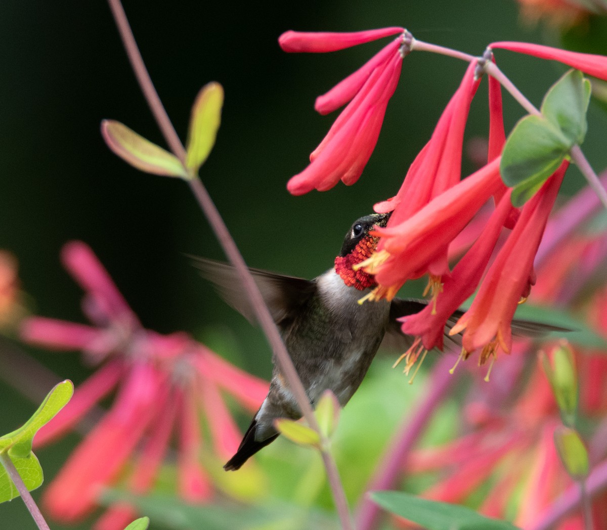 Ruby-throated Hummingbird - ML617247383