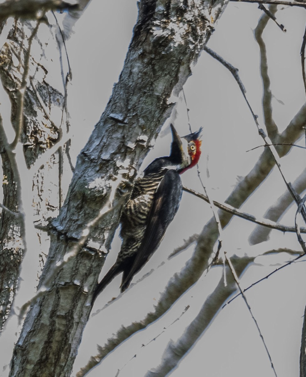 Lineated Woodpecker - Beth Olson