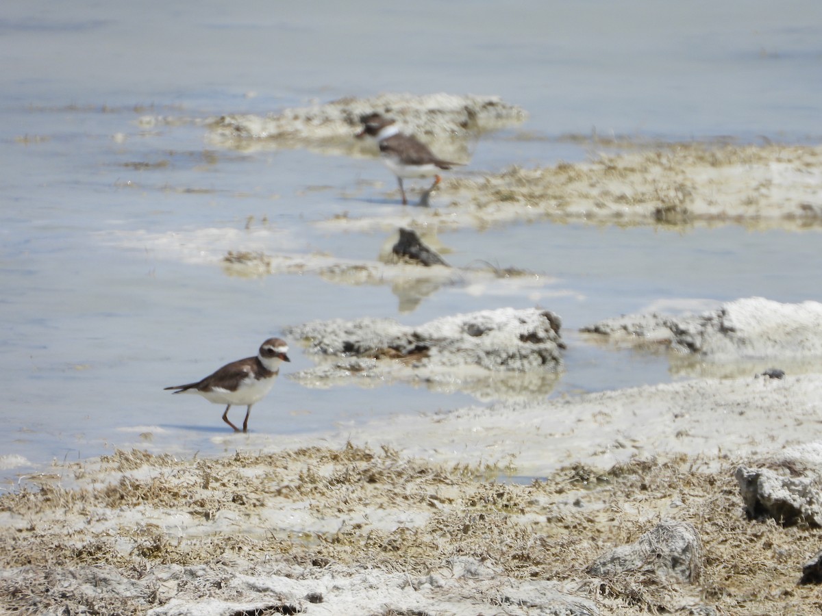 Semipalmated Plover - ML617247424
