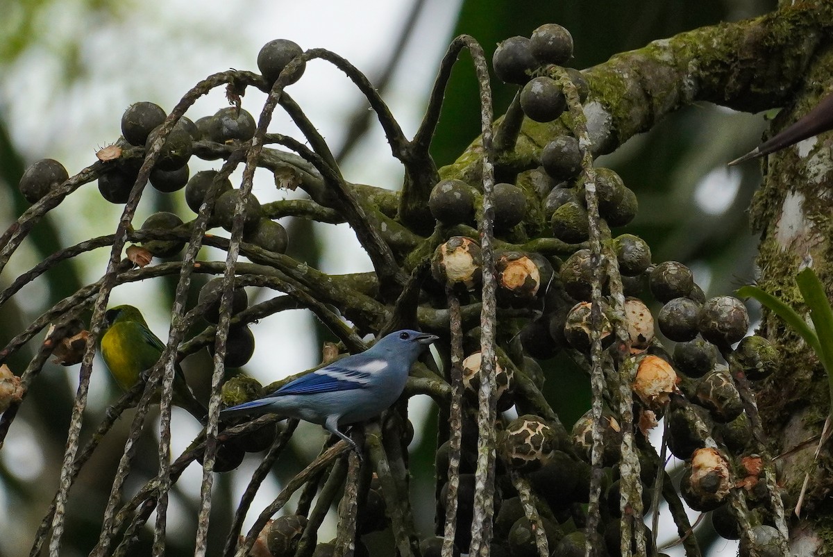 Blue-gray Tanager - ML617247452