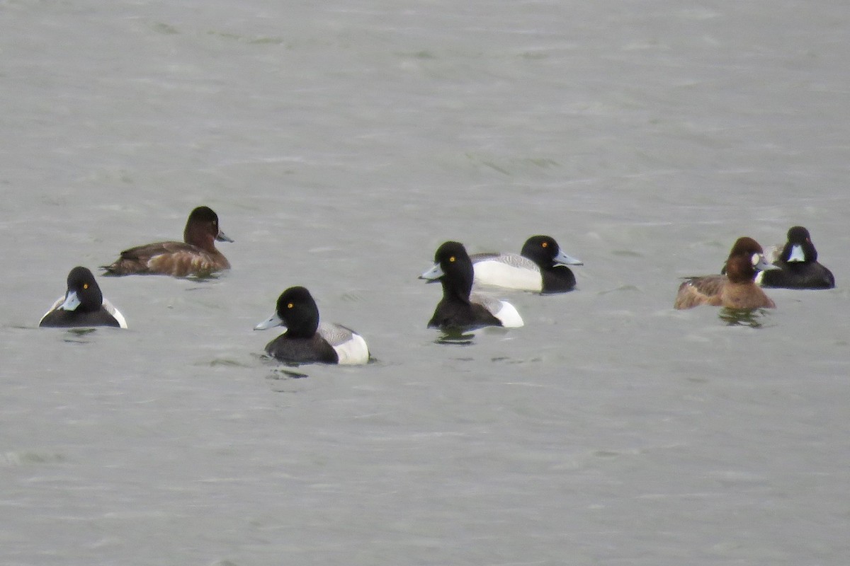 Greater Scaup - ML617247463