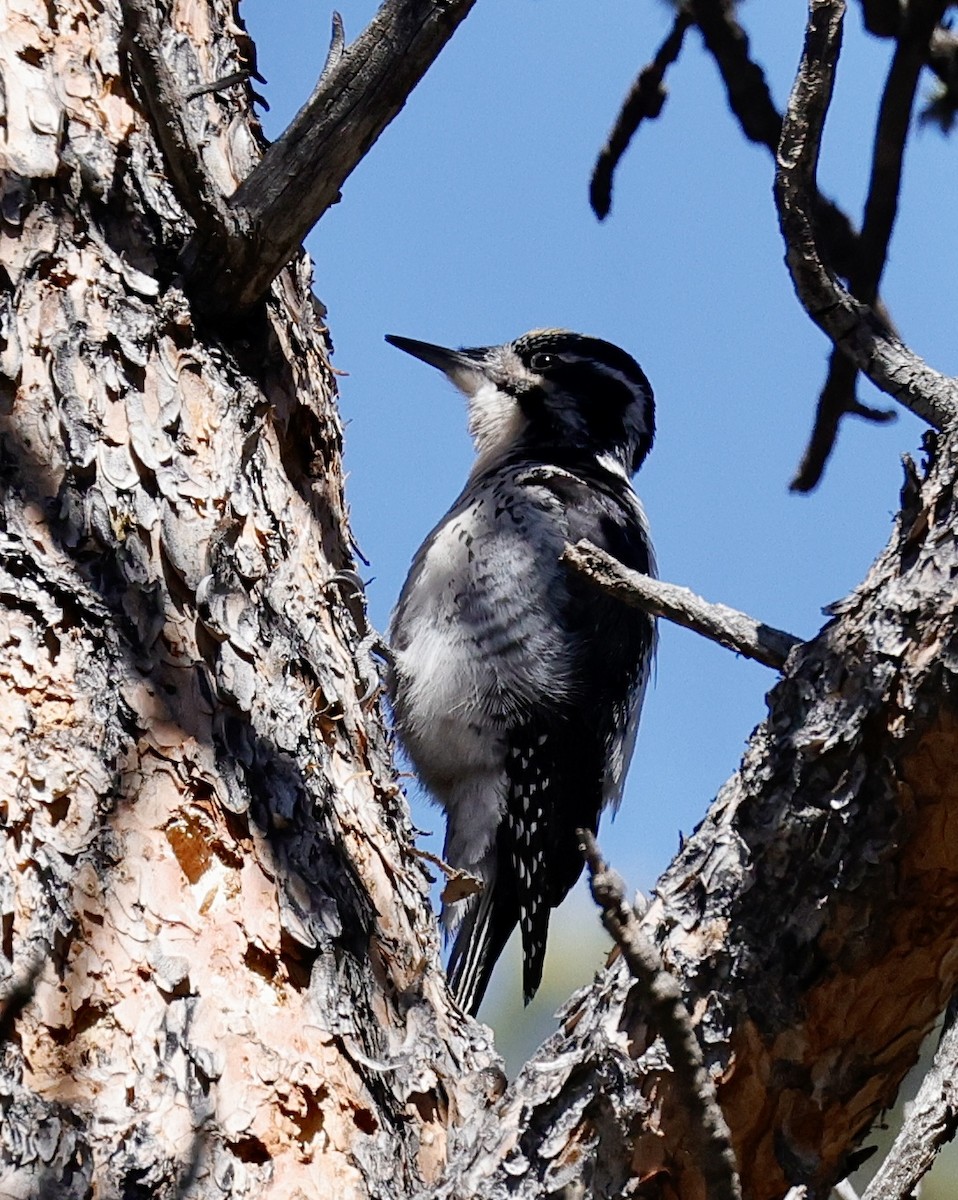 American Three-toed Woodpecker (Rocky Mts.) - ML617247516