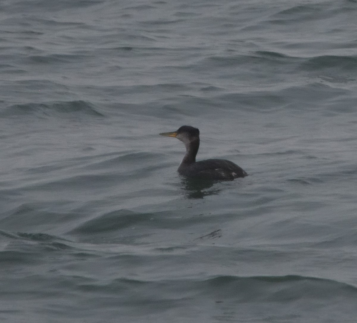 Red-necked Grebe - ML617247529