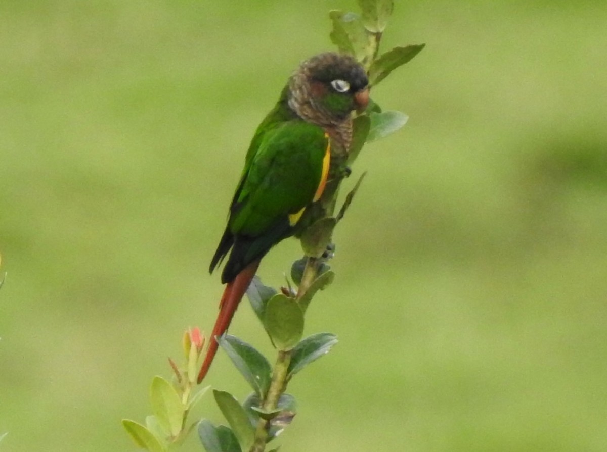 Brown-breasted Parakeet - ML617247643