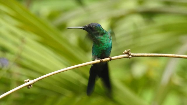 kolibřík fialovotemenný - ML617247765