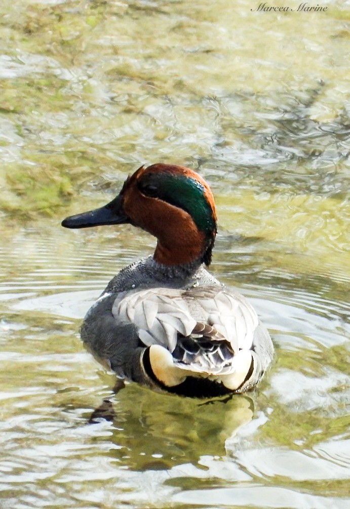 Green-winged Teal - ML617247816