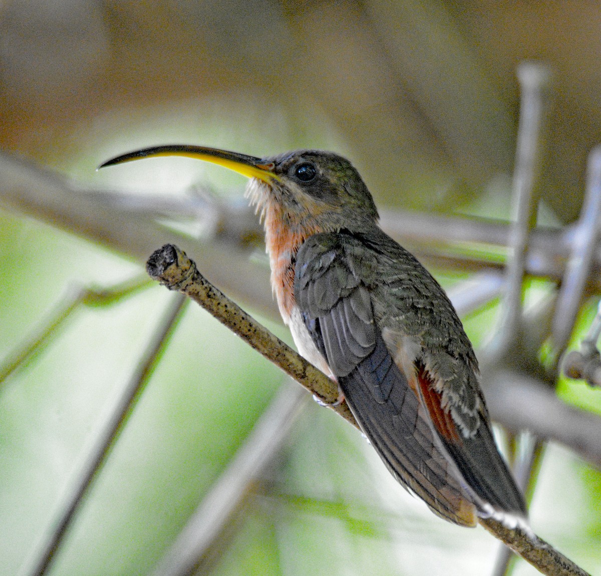 Краснохвостый колибри-отшельник - ML617247820