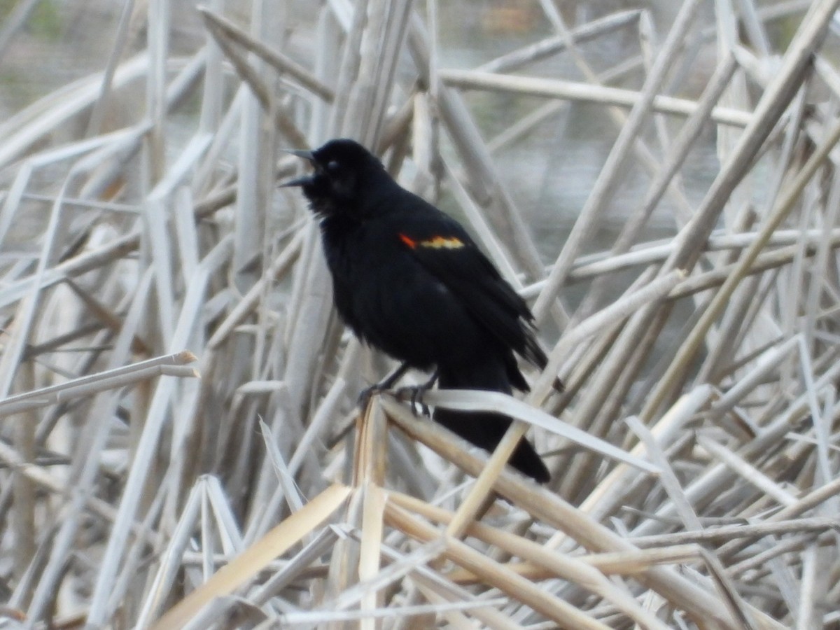 Red-winged Blackbird - ML617247864