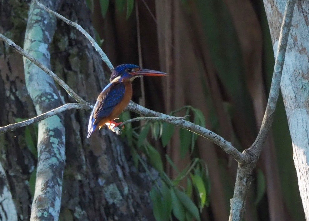 Blue-eared Kingfisher - ML617247888